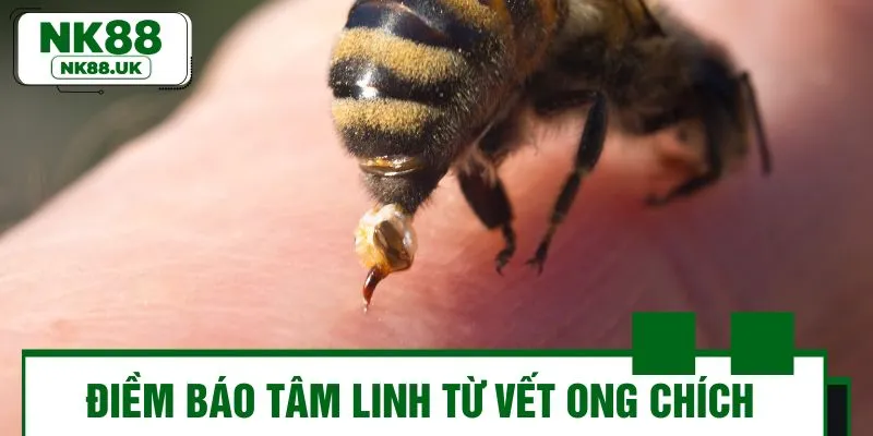 Thông tin quan trọng về hiện tượng tâm linh bị ong đốt đánh đề con gì?