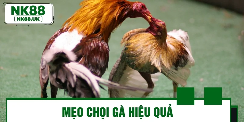 Mẹo chọi gà hiệu quả