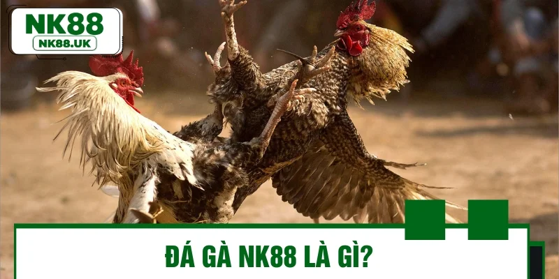Đá gà NK88 là gì?