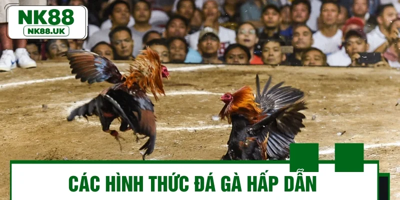 Các hình thức đá gà hấp dẫn